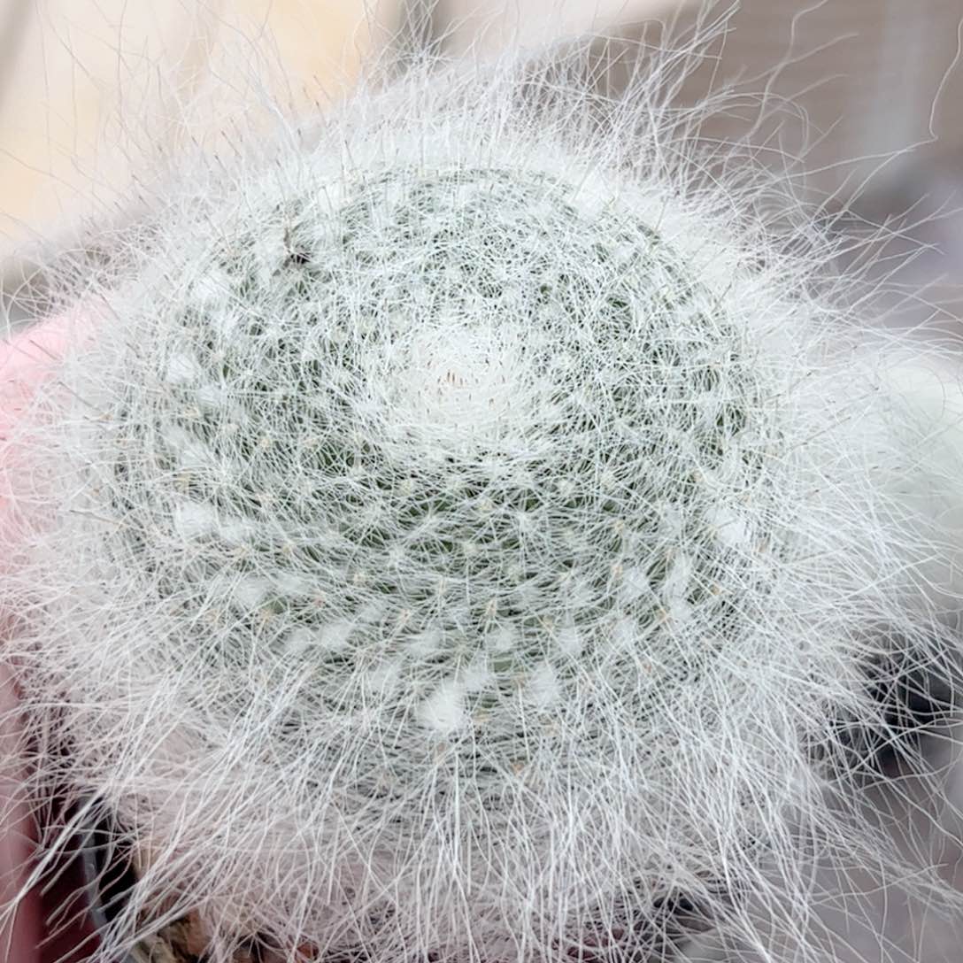 实生雪缘玉暡仙人球