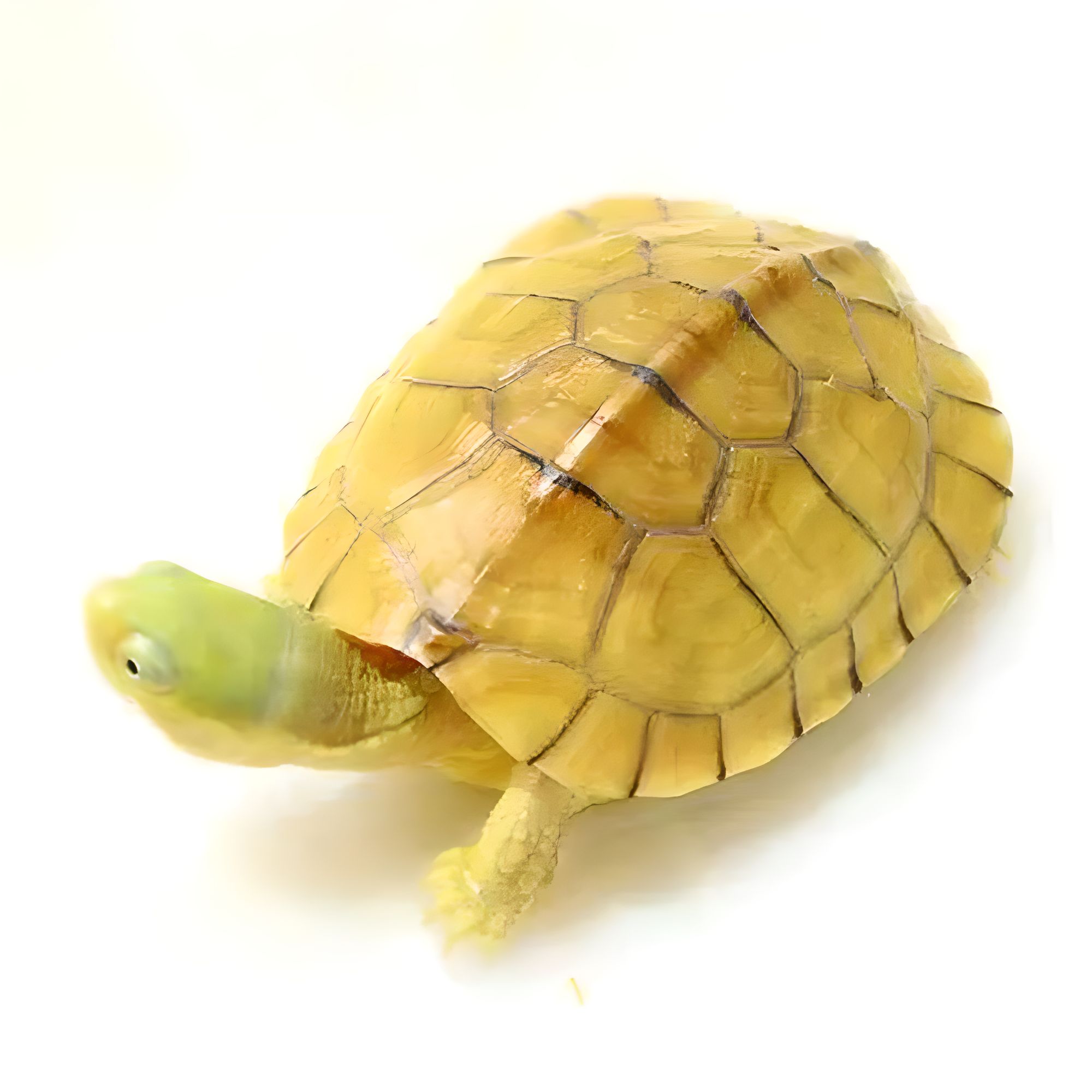 S6超萌好物可爱乌龟爬宠小青西非麝香红面剃刀