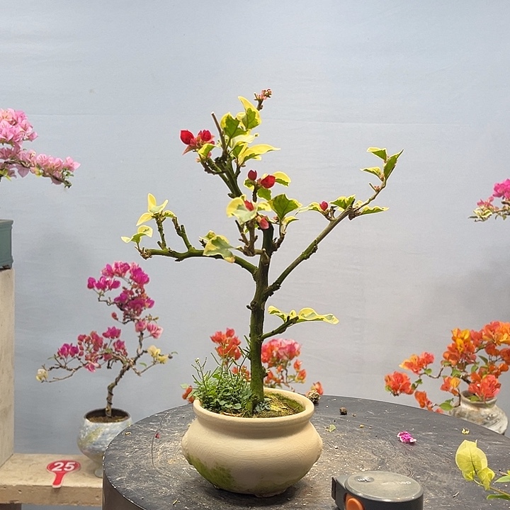 完全开放三角梅一物一拍