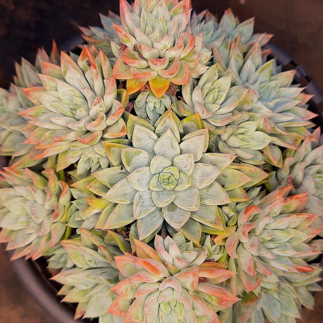 爱****呃呃哦哦哦哦哦哦哦哦哦哦哦哦哦哦啊