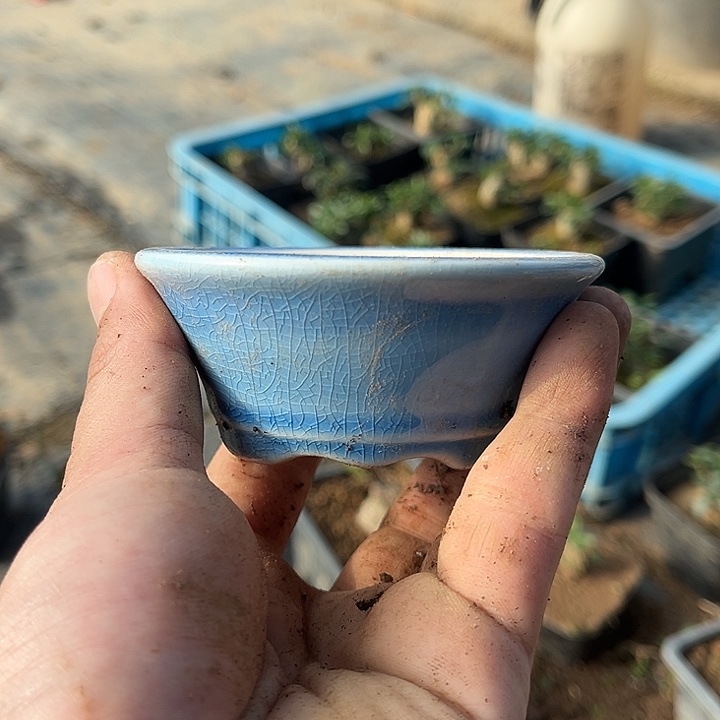 无花朵豆盆园盆花盆