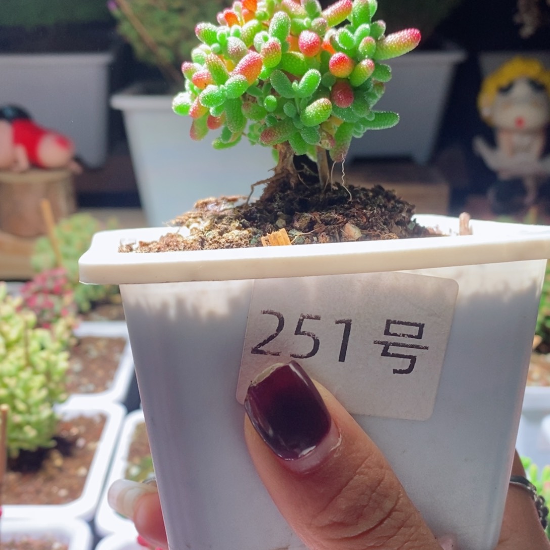 蜜橘带盆土发货一物一拍