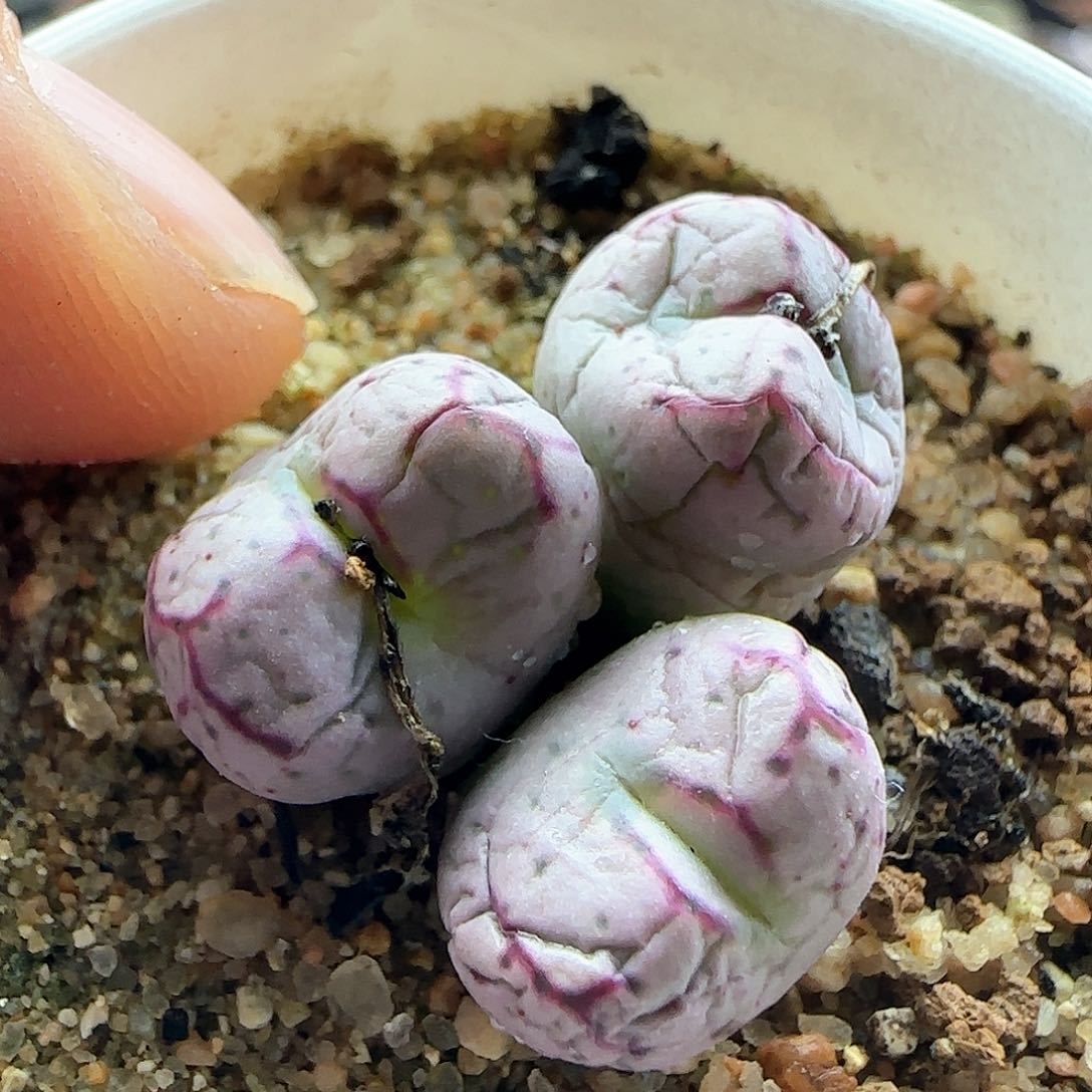 28包邮脱土发货29142
