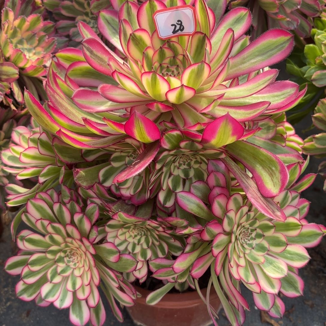 28白月光多肉植物绿植