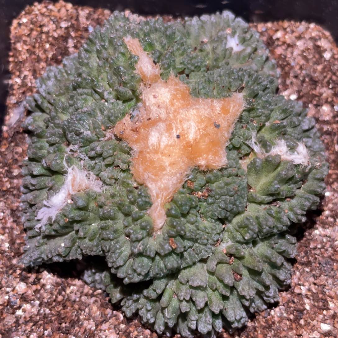 全部花朵自根金毛宽犹哥斯拉牡丹