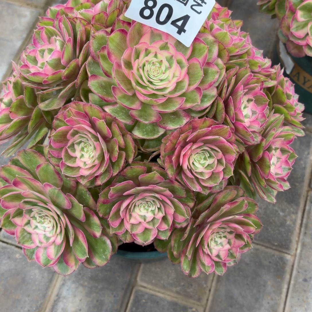 凤***飞半糖老桩804肉肉肉福利