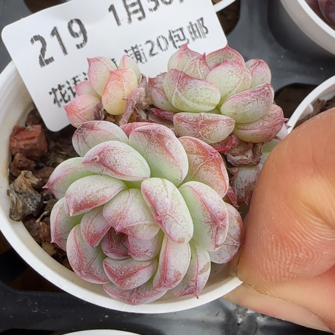 花语逸镜0130-219