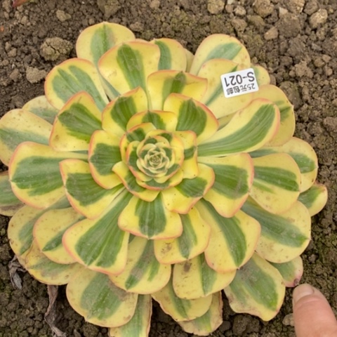 21王妃多肉清棚福利