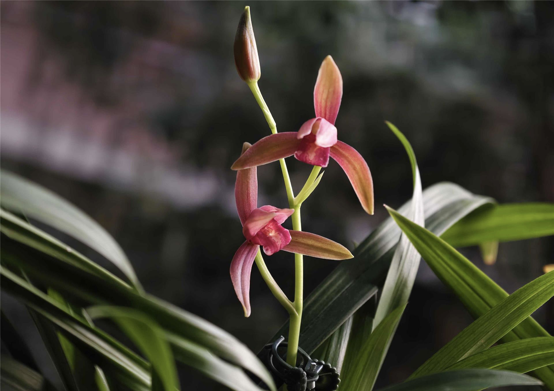 精品兰花直播间一物一拍各大兰花品种自然养棚种植勤花勤芽好养易