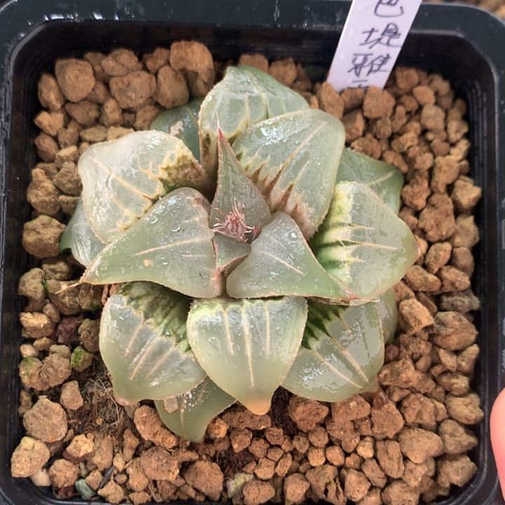 芭提雅玉颜一物一拍