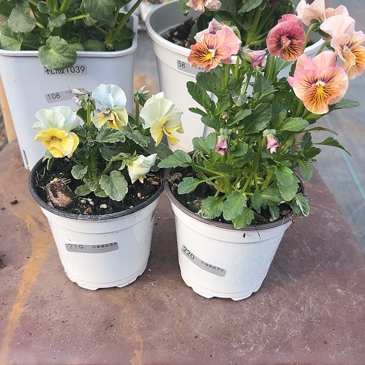 木抖音直播闪拍219/220