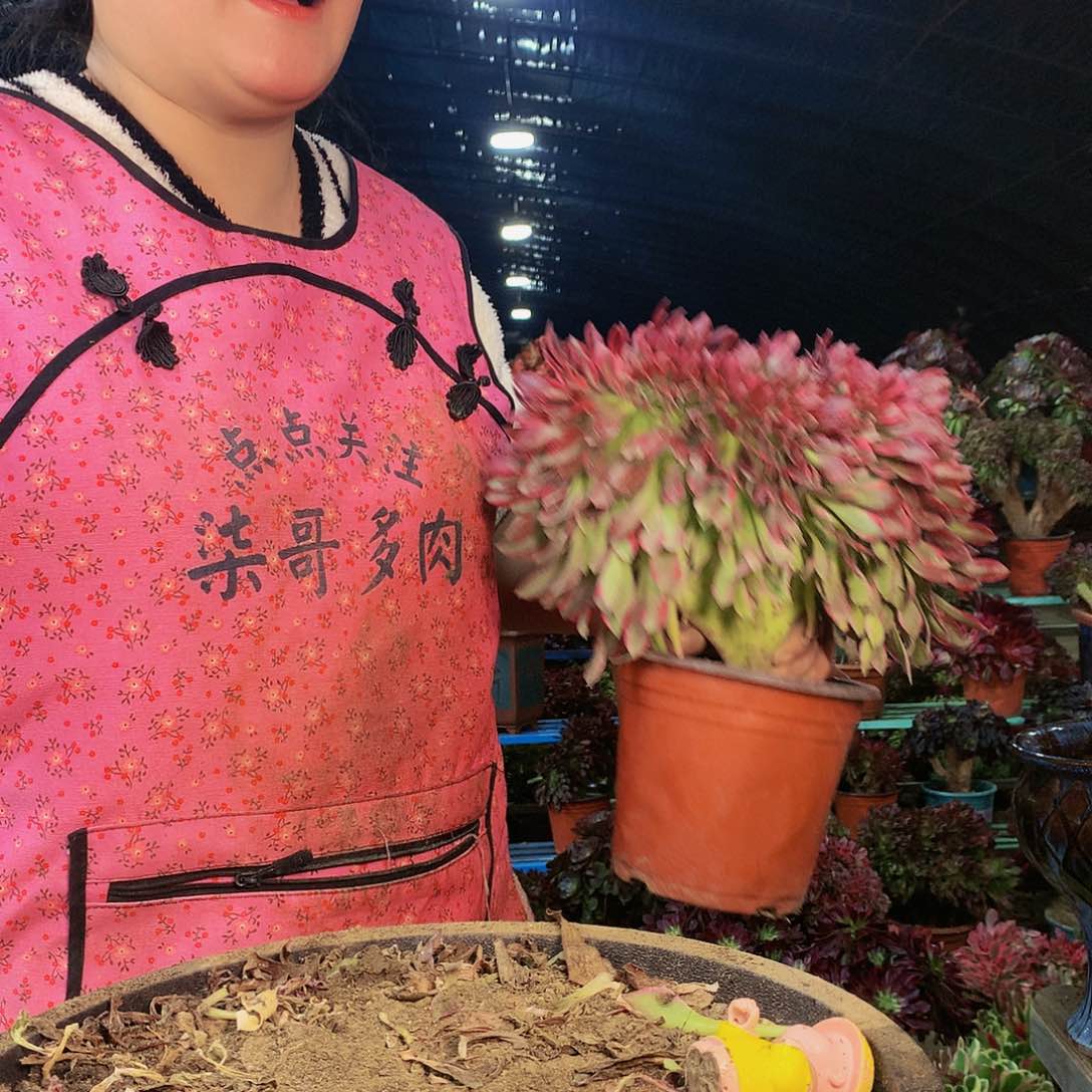 柒哥多肉不包断侧枝733