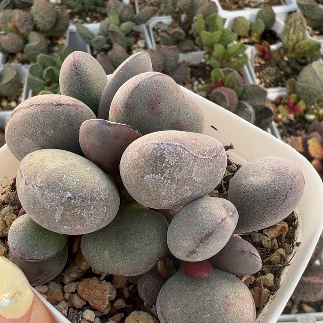 球球紫蛋多头纯木质桩多肉植物