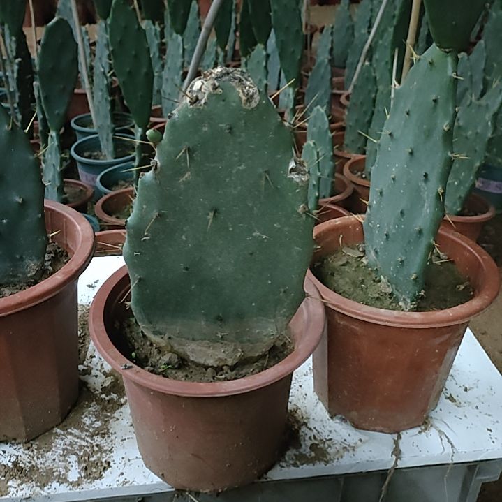 《***》黄大刺仙人掌一节一颗