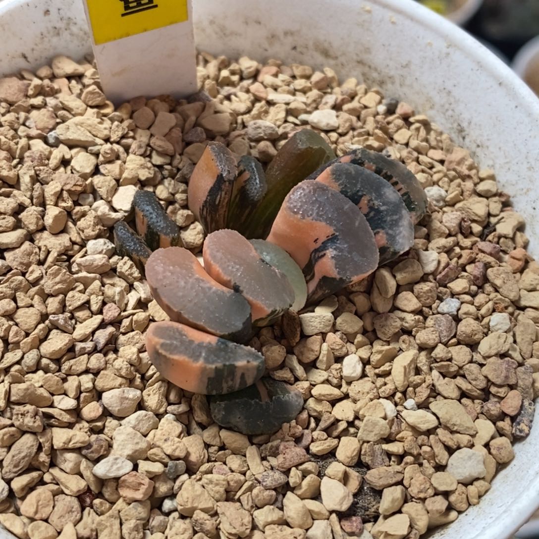 不开花植物354浮躁玉扇