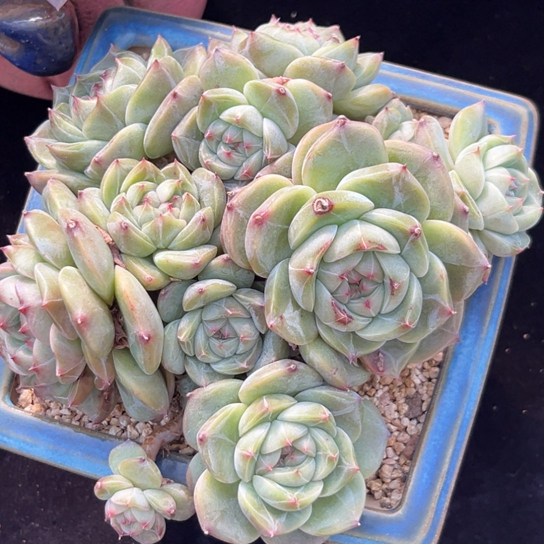 新年快乐 新年快乐