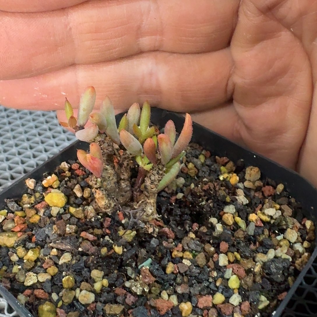 黑曼巴奇峰锦一个带盆