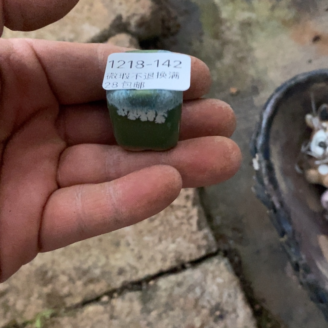 巧***芙142号花盆福利啦了