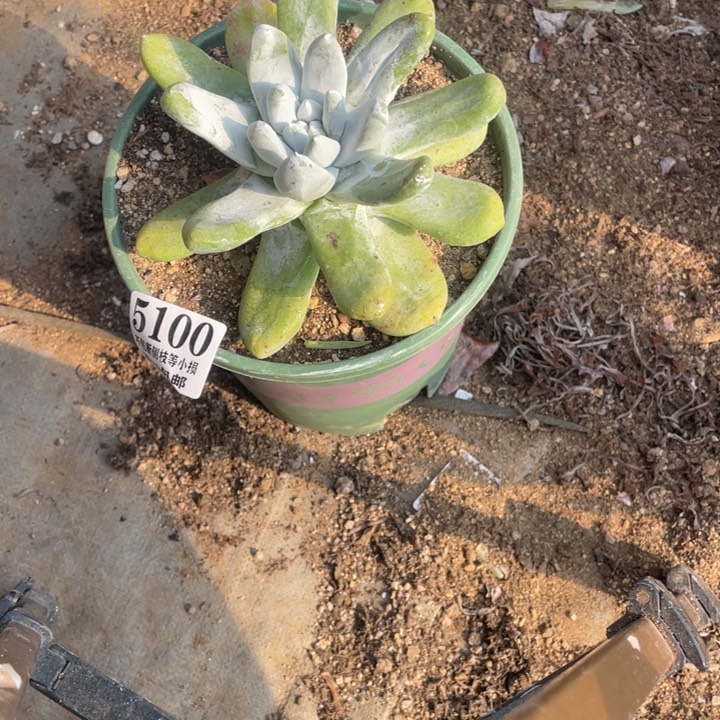 100号拇指多肉植物