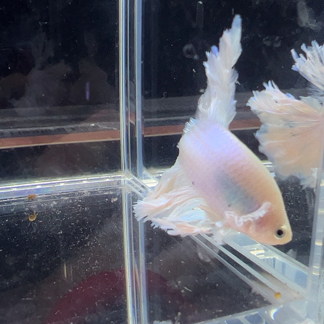斗鱼编号30直播链接
