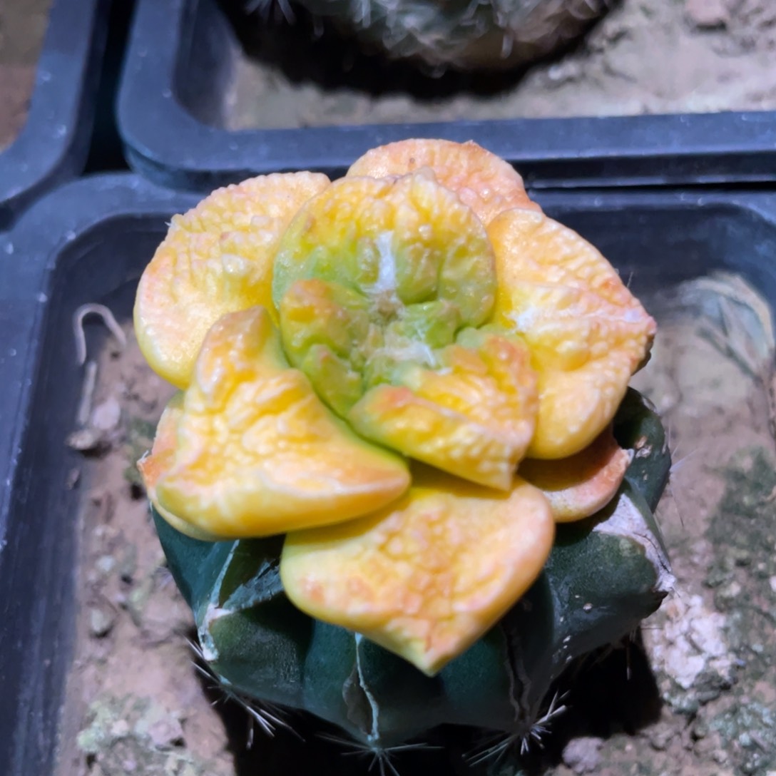 丸犹菜花牡丹锦 仙人球