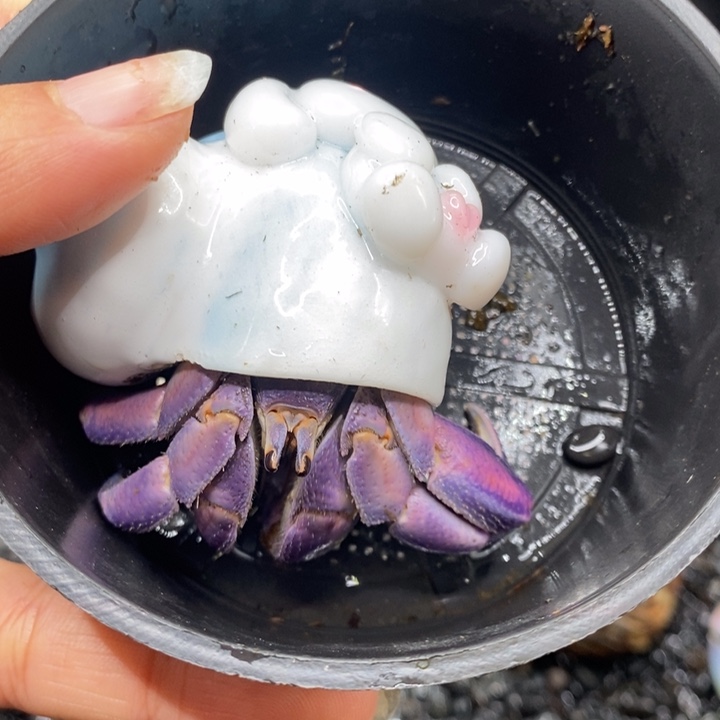 寄居蟹紫陆3口左右