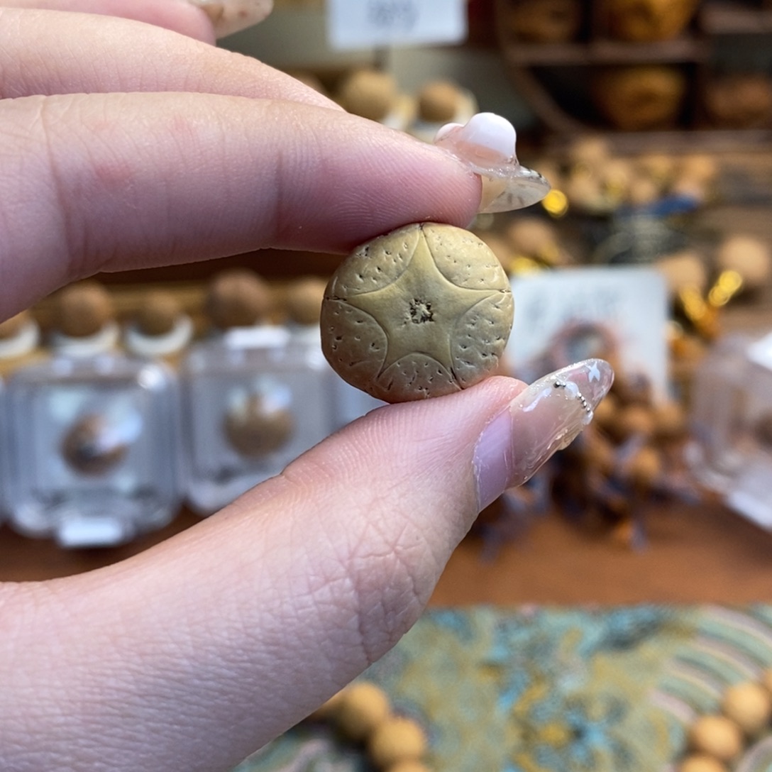 吊坠凤眼菩提五星单颗