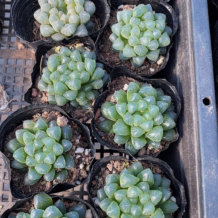 姬玉露带盆土发货