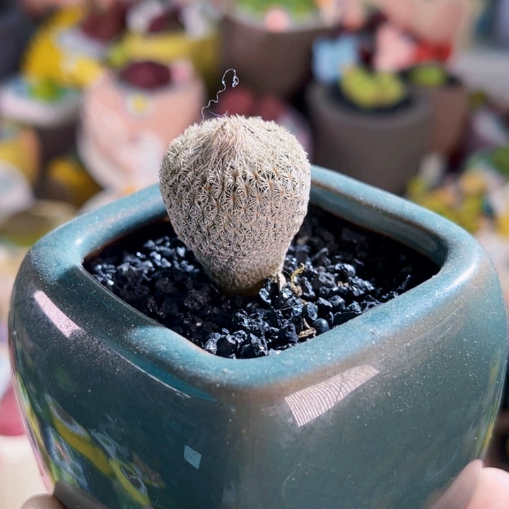 037月世界连盆带土包邮