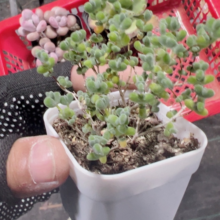 人**途莱斯精品多肉植物
