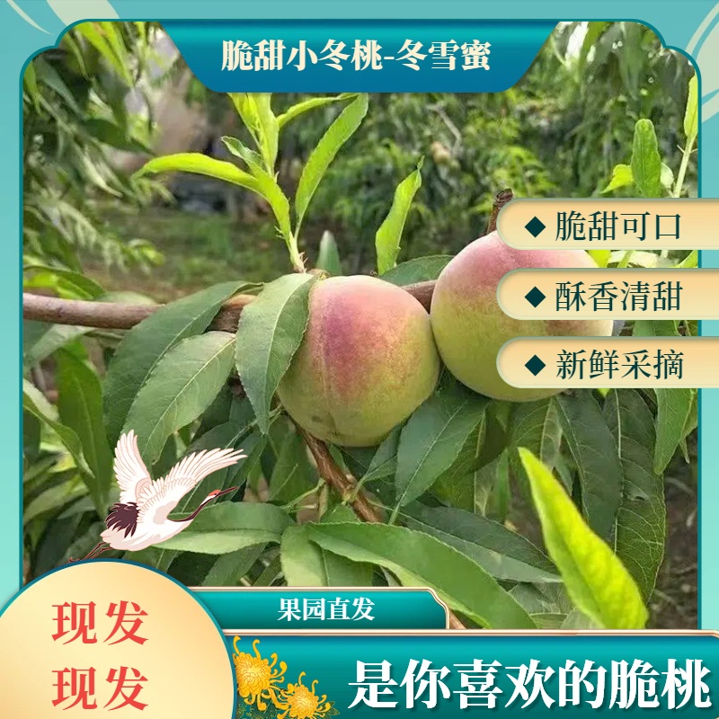 【脆甜小冬桃-冬雪蜜】新鲜脆甜现摘现发应季水果