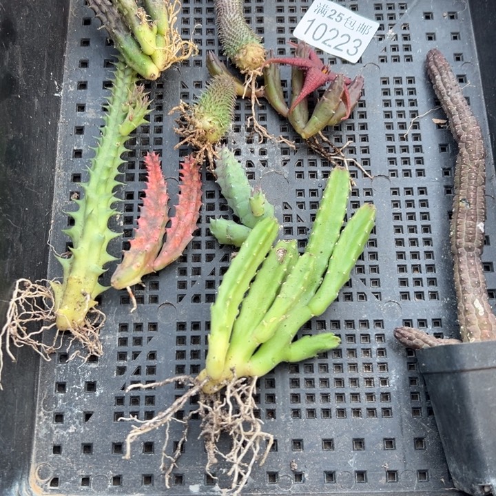 龙角223，一物一拍