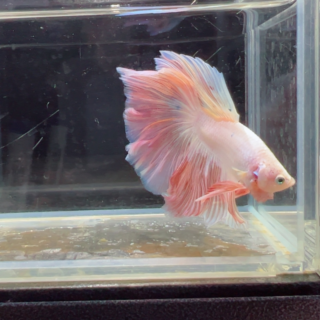 斗鱼浅色特殊尾hhhh