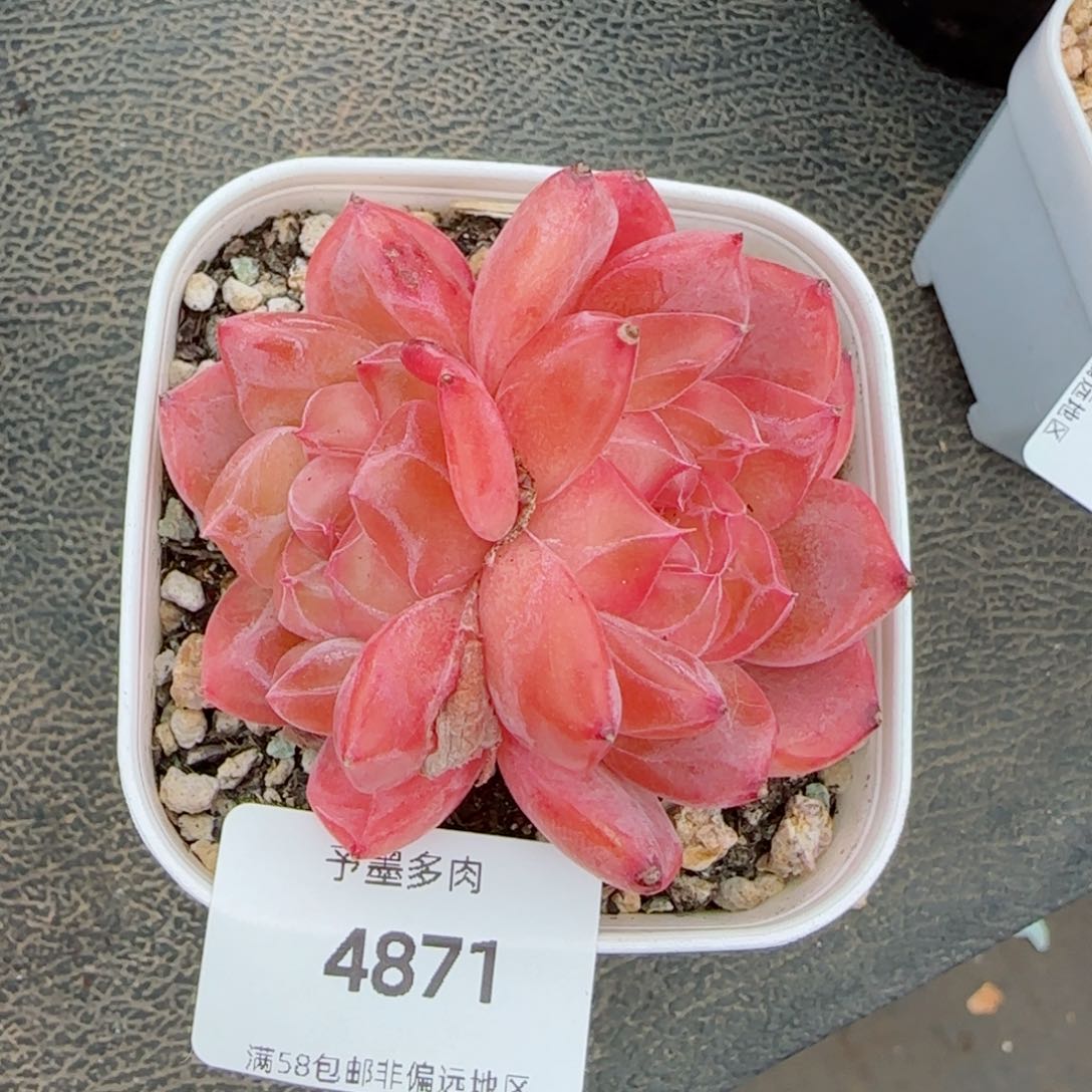 雪塔，4871多肉植物