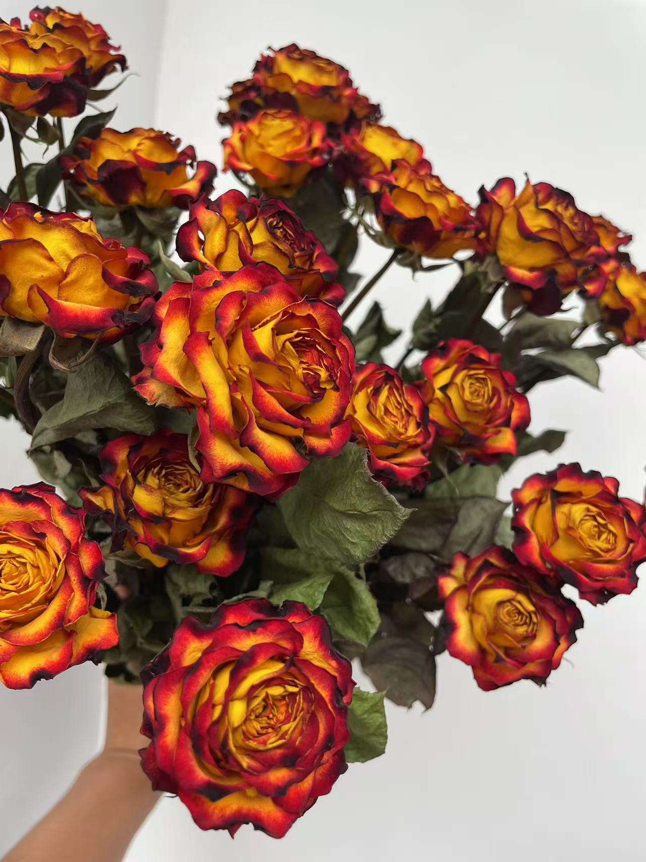 【交响曲】似火炎单头，玫瑰干花高档，家居装饰，摆件增添新风景线。