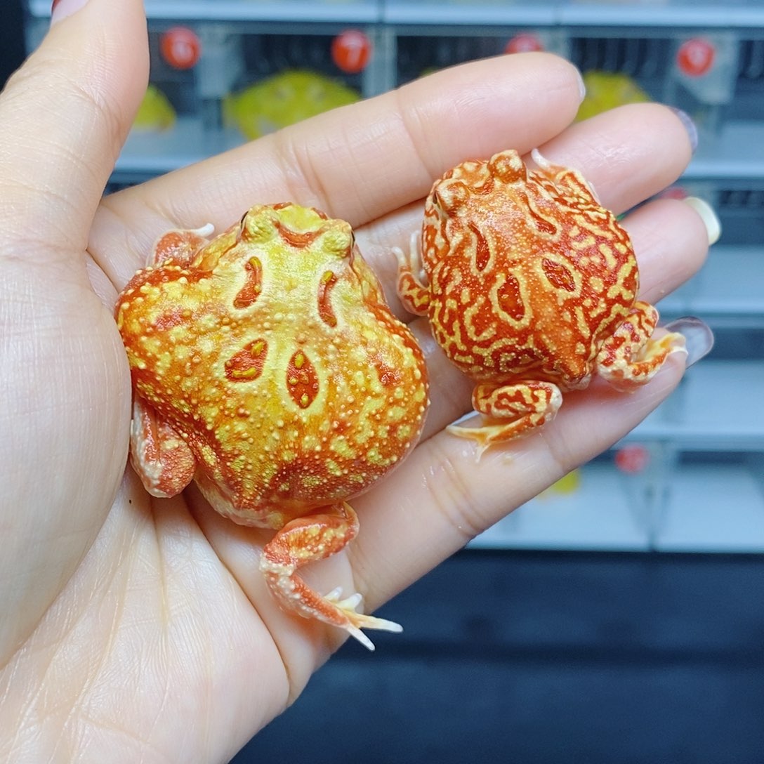 角蛙两只南美角蛙