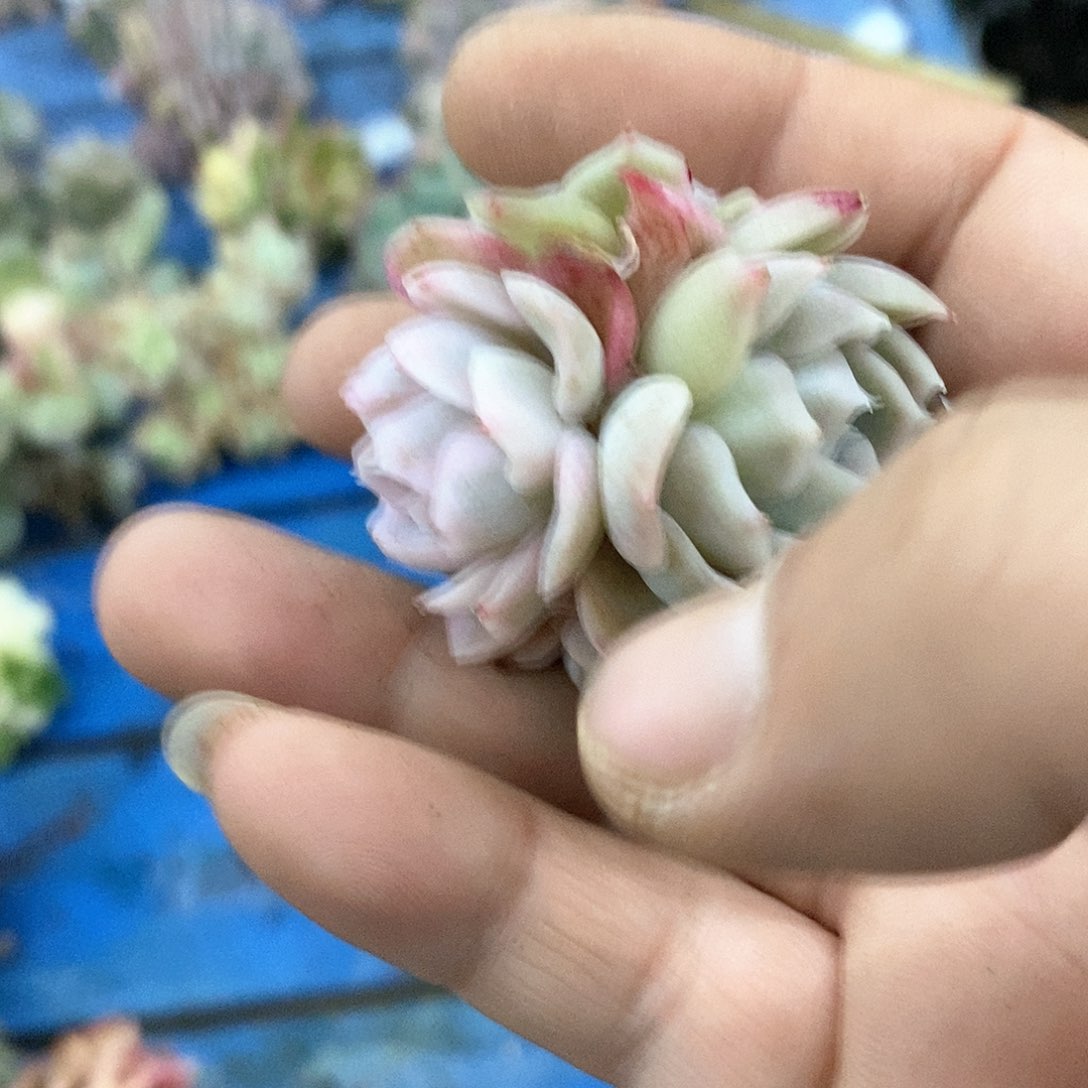 482雪球锦多肉植物哇啦塞