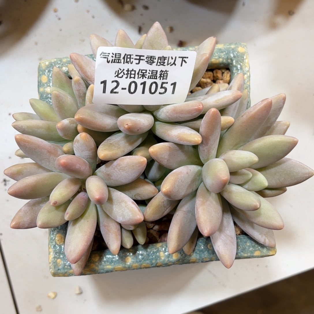 01051白兰地美人多肉植物