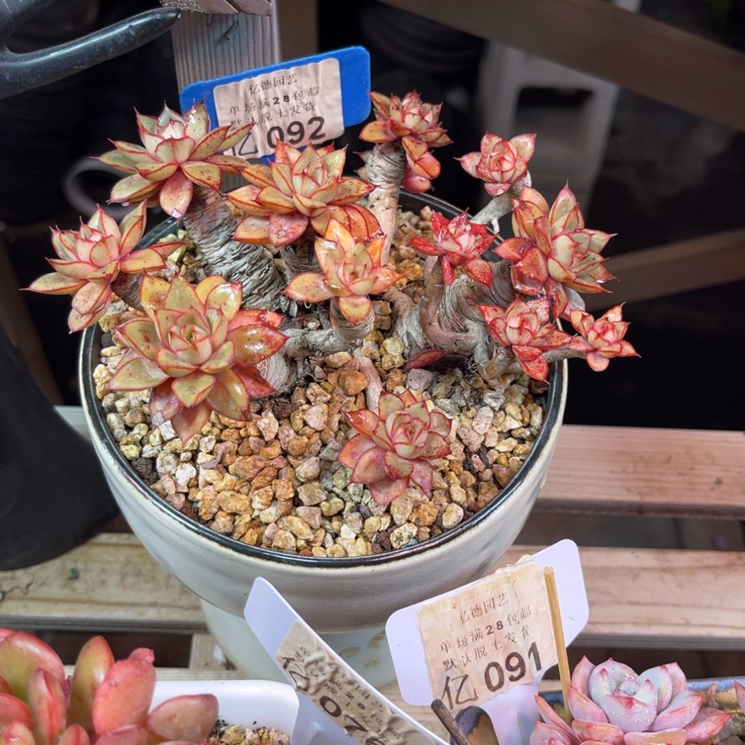 (***寻092？tajiyajunjunlvlvlvb