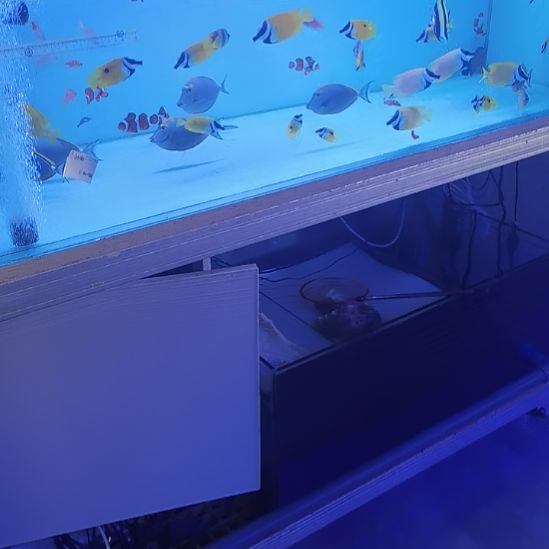 3青魔，2太阳魔，2草莓，7+黄狐狸，6+蓝吊