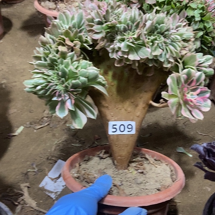 509女神缀化老板子