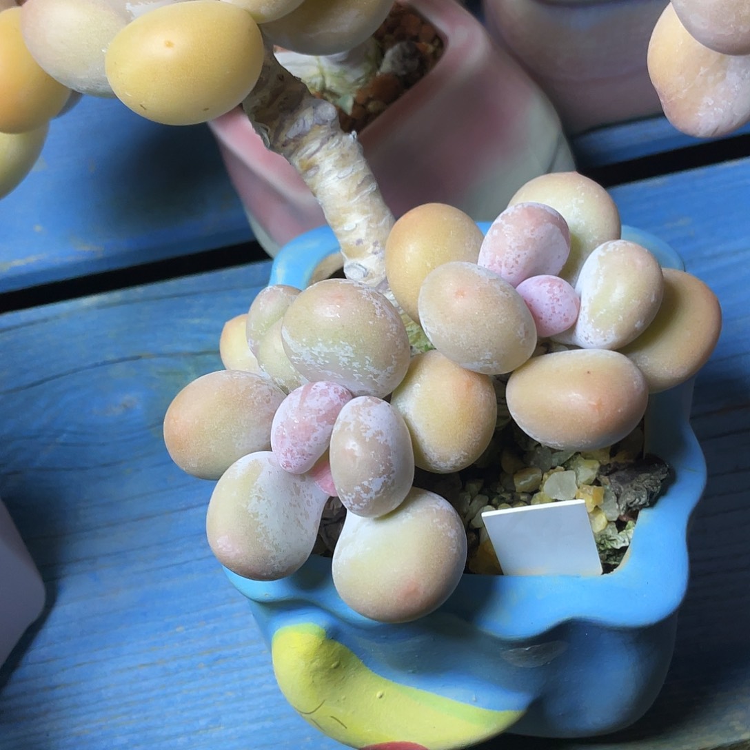 ****沁多肉植物的生长发育和生长