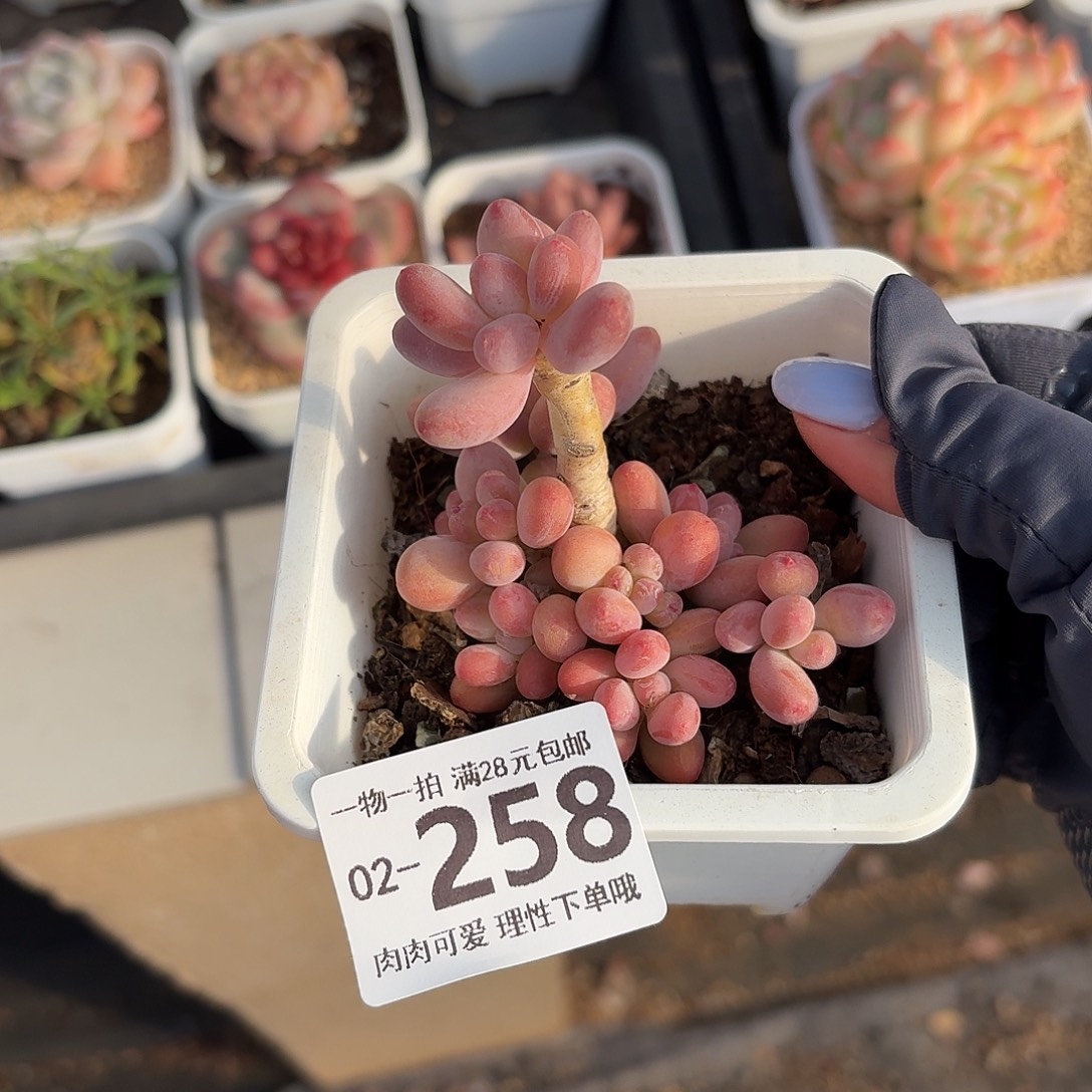 樱花奶无盆土发货