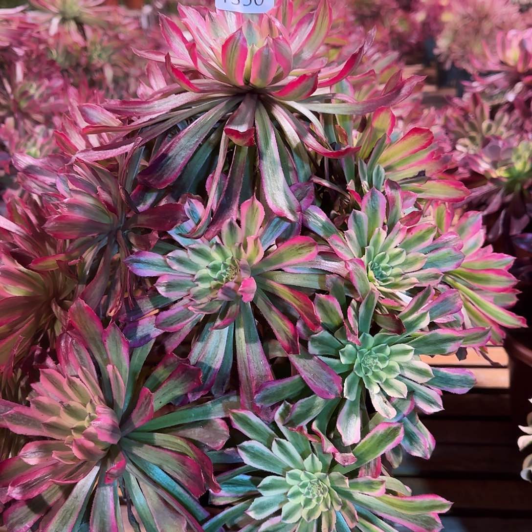 多肉植物紫微1350