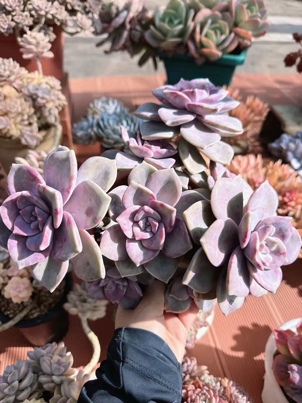 【溏心紫乐】脱土发货  阳台盆栽好养扛寒植物