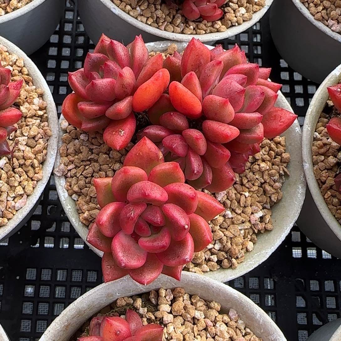 我***姐从前慢花园精选小红酒群