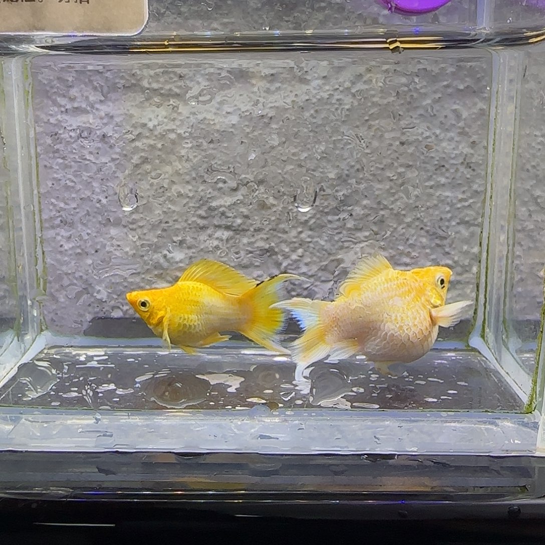 孔雀鱼黄金柠檬黑眼。69号