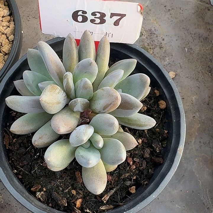 黑加仑637多肉植物