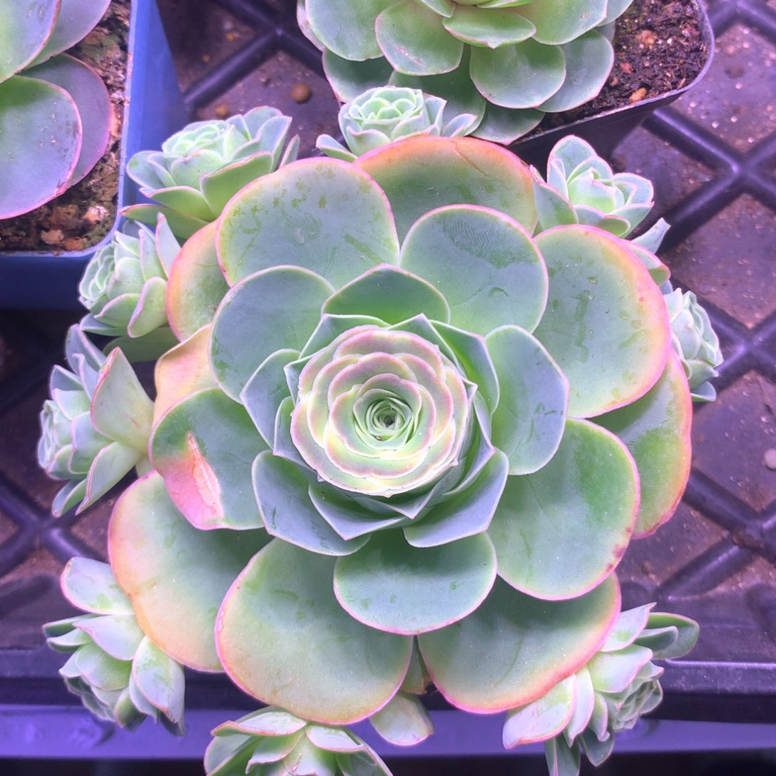 一物一拍粉红舞鞋011