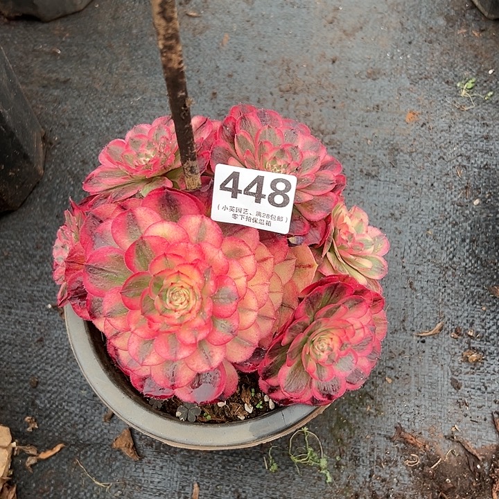 448多肉植物海神